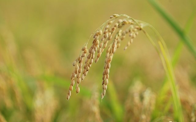 お米の稲穂1本