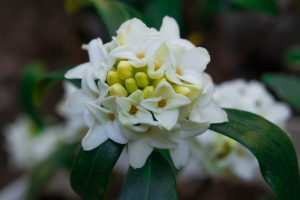 白い沈丁花
