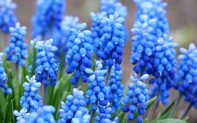 ムスカリの花言葉は な未来 2通りの意味をどう捉える 米ぬかで美しく優しく 美優日記