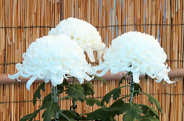 白菊の花